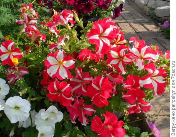 Комплиментуния красно-белая.  29 июля.