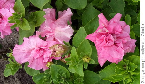 Петуния Анжелика крупноцветковая смесь окрасок. Фирма Аэлита. Июньское начало цветения