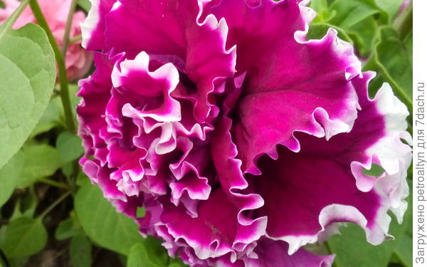 Петуния Анжелика крупноцветковая смесь окрасок. Начало цветения