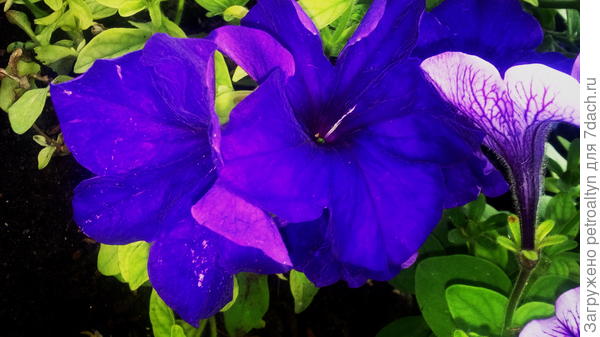 Петуния Марко Поло голубая. Июнь.