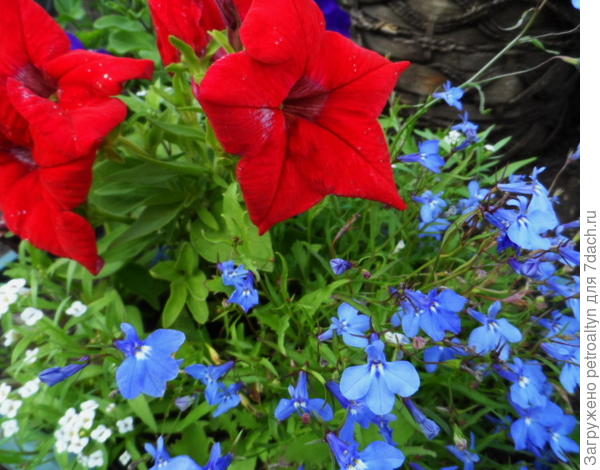 Комплиментуния винно-красная.