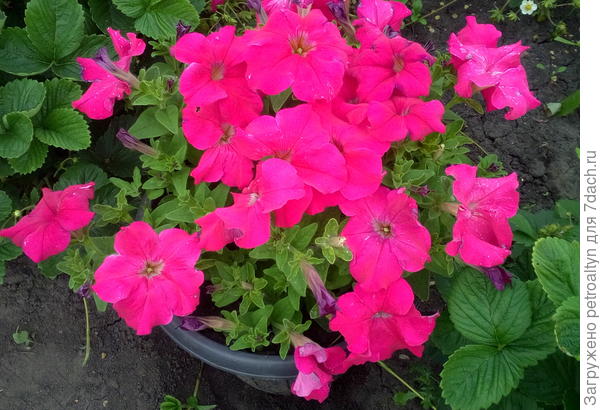 Комплиментуния розовая крупноцветковая.  7 июля