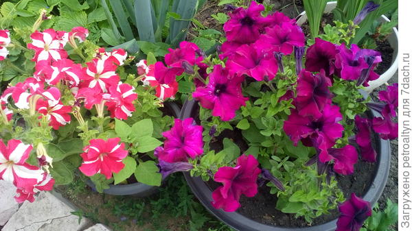 Петунии Марко Поло бургунди и красно-белая. Начало цветения. Июнь