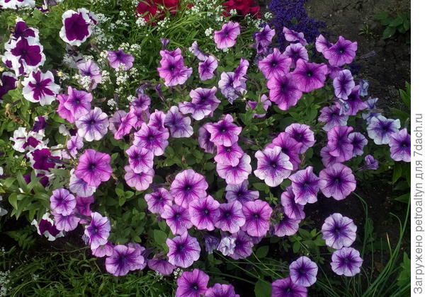 Петуния Варвара краса. Растет в грунте.