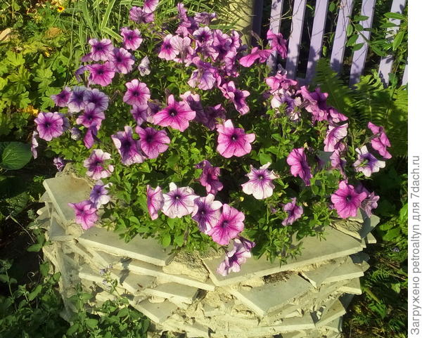Петуния Варвара устойчива к солнцу и ветру.