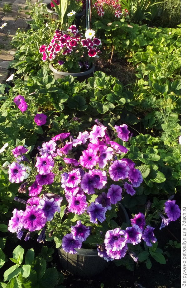 Петуния Варвара краса - лидер среди остальных петуний