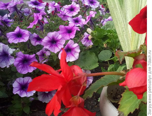 Еще кустик Варвары выглядывает за бегонией