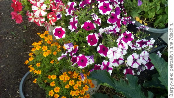 Это Ольга, в августе тоже цветы начали белеть, хотя изначально куст был "в правильных цветах"