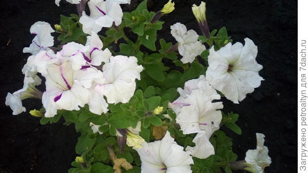 Один кустик Ольги изначально зацвел белыми цветами. Все лето я ждала, что цветы поменяют окраску.