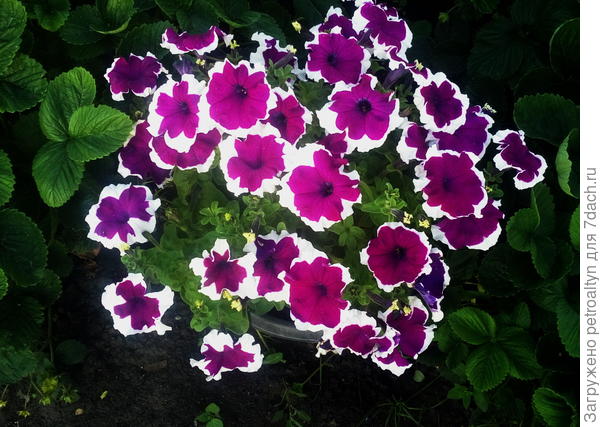 Вот Анастасия в июле. Достаточно ровные каемки у всех цветочков