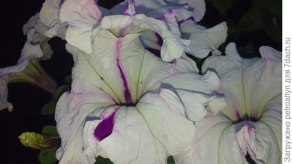 Хотя и в таком виде красиво. Сейчас в сентябре, после сильных дождей все цветочки завяли, но кусты зеленые и будут цвести при хорошей погоде. Сегодня заметила, что этот белый кустик начинает распускать цветы - но теперь не белые, а такие, какие должны были быть изначально - бордовые с белой каемочкой. Чудеса, да и только!