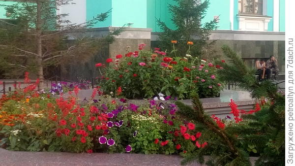 все клумбы фоткаю теперь, где увижу