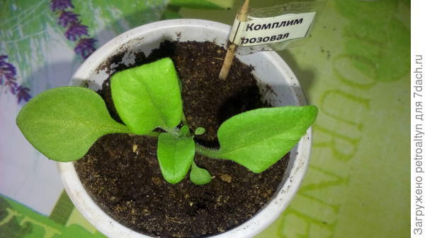 кустик вытягивается