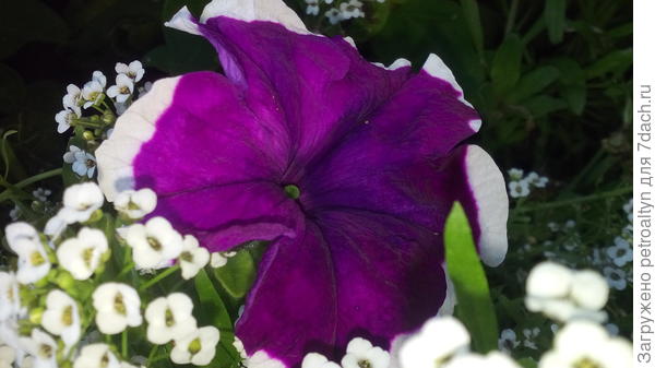 И еще одна Анастасия, в белом облачке алиссума