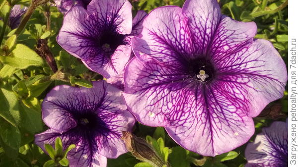 Варвара краса. Неповторимая узорная сеточка на лепестках.