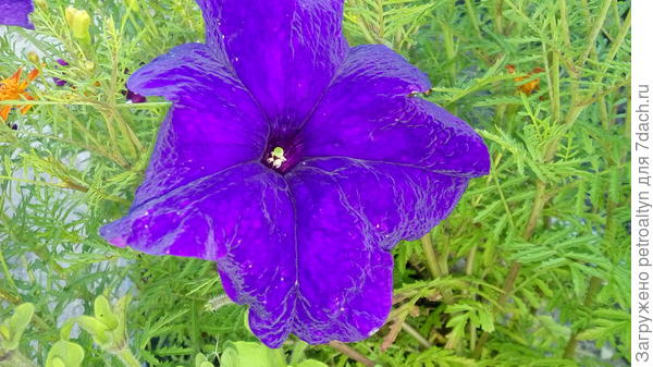 Марко Поло голубая. Расцвела после затяжных дождей.