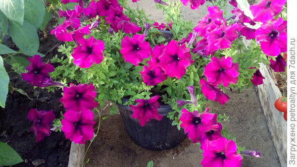 Марко Поло бургунди. Спасается в теплице от непогоды (между перцами и томатами).