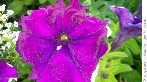 Петуния Анастасия. После дождей зацвела без белой юбочки, но с маленькими пятнышками по краю лепестка