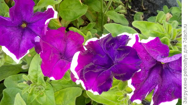 Петуния Анастасия. Каждый цветок со своим рисунком.