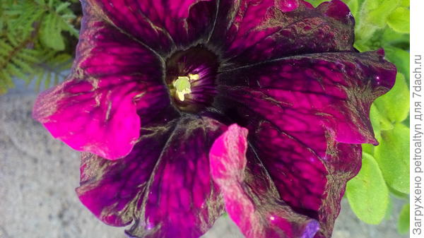 Марко Поло бургунди. Бархатный цветочек в первые дни цветения