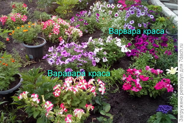 1 августа вид цветника с петуниями