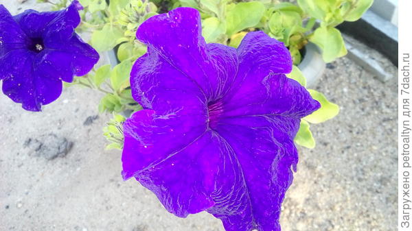 Голубая Марко Поло. Просто красавица.