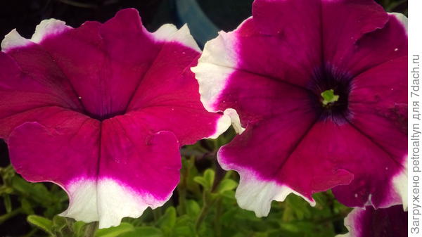 Петуния Ольга. Белой каемочки нет, только края лепестков слегка побелели.