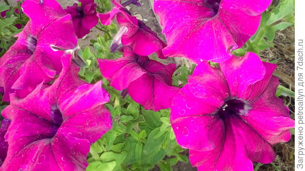 Марко Поло бургунди спасалась в теплице, поэтому зацвела опять во всю мощь.