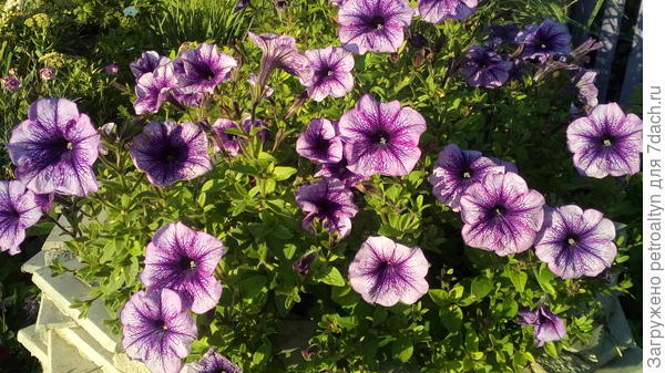 Варвара краса в большом контейнере, на солнышке, готова радовать своим цветением.