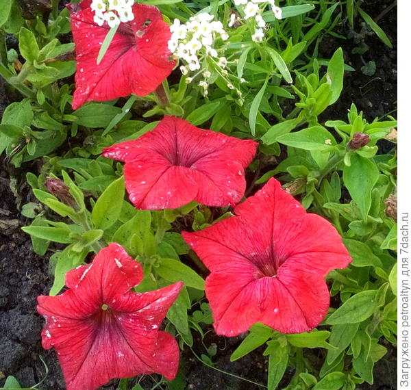 Комплиментуния винно-красная. С трудом восстанавливается, на нежных лепесточках долго остаются удары  капель дождя