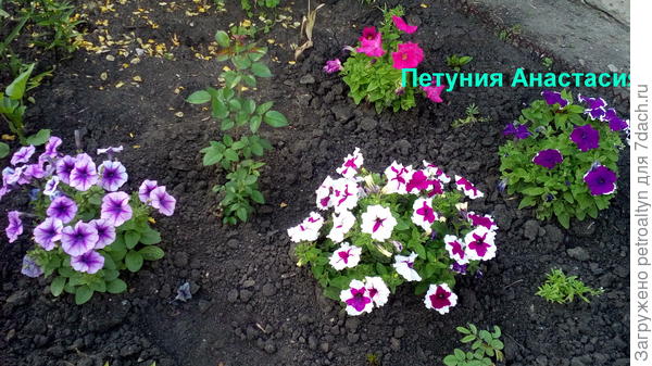 На клумбе
