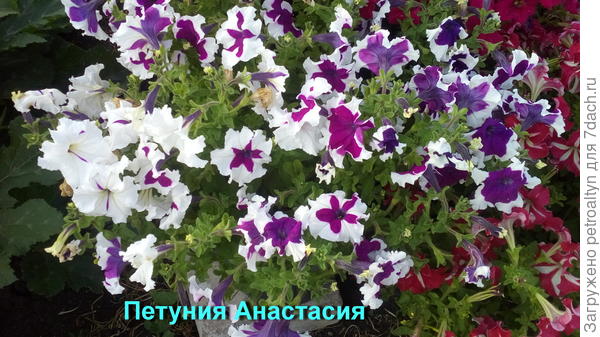 Так цвела Анастасия к концу лета