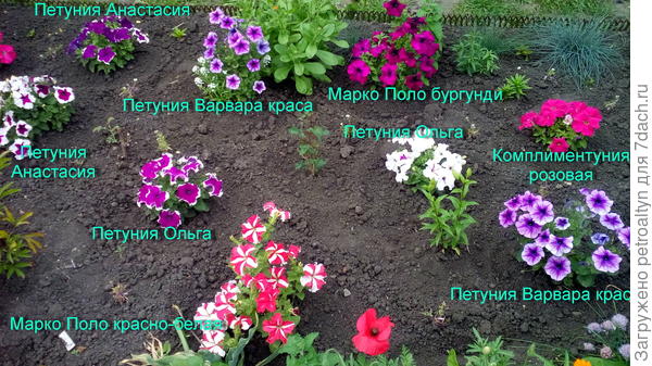 клумба после высадки