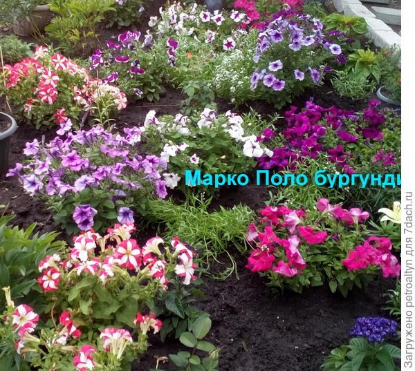 Этот же куст