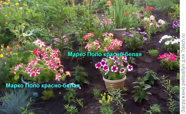 на клумбе