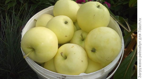 Угощайся моими яблочками!