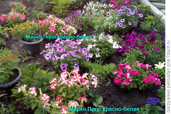 наклумбе