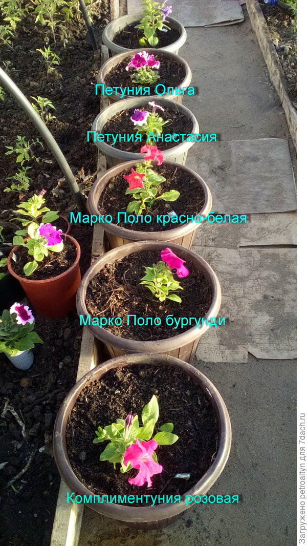 высаженные