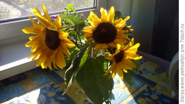 вот мои подсолнушки для тебя!
