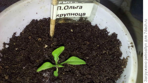распикированный росток с настоящим листочком