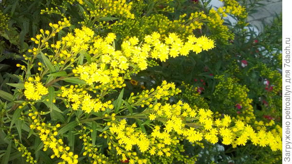 немного солнышка