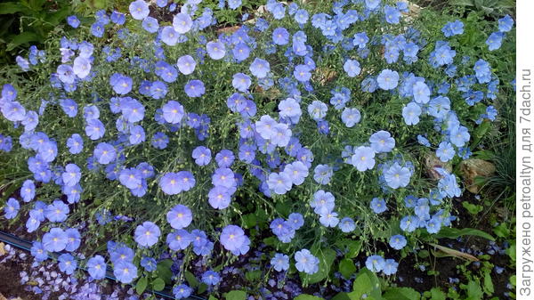 многолетник аленький цветочек. размножается самосевом. хризантема самосейка. флокс друммонда. однолетнее декоративное растение самосевом.