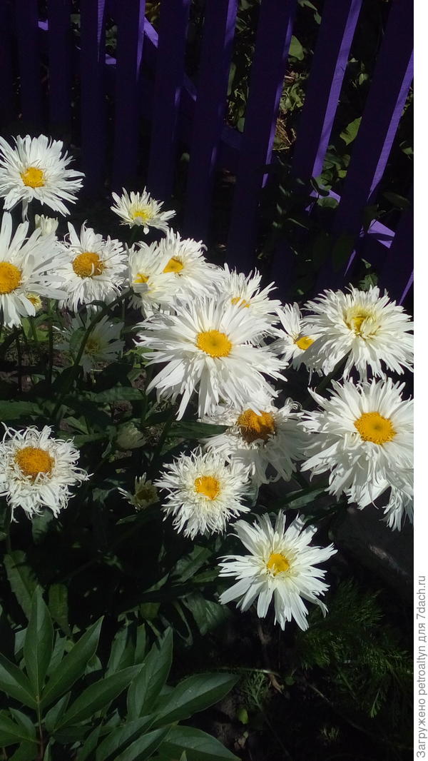 вот они красавцы