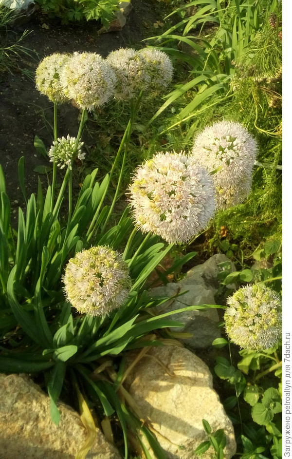 а это в августе