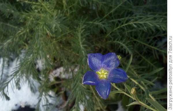 лен решил зацвести