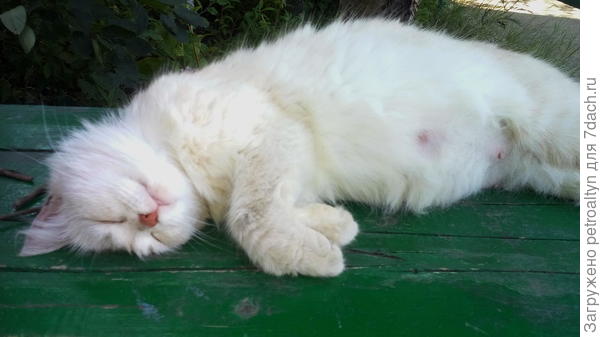 Сон в летний день...