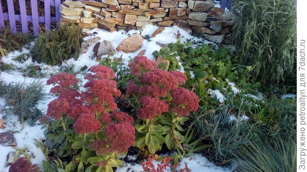 очиток видный на самом деле видный