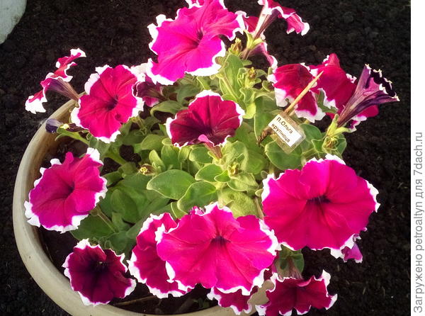 этот же кустик в июне