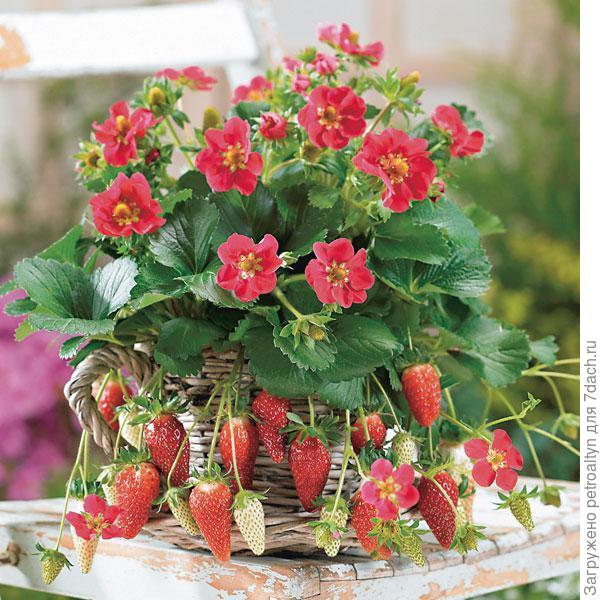 сорт Тристан