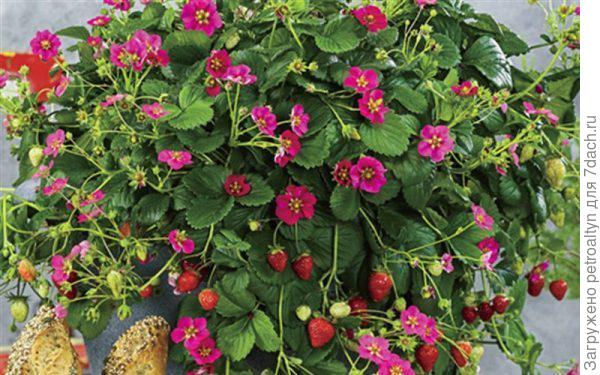 сорт Тоскана